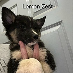 Photo of Lemon Zest