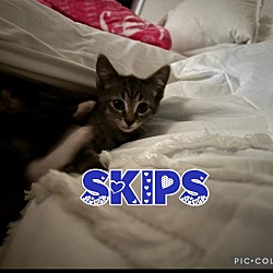 Thumbnail photo of Skips #2