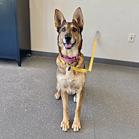 adopt a pet
