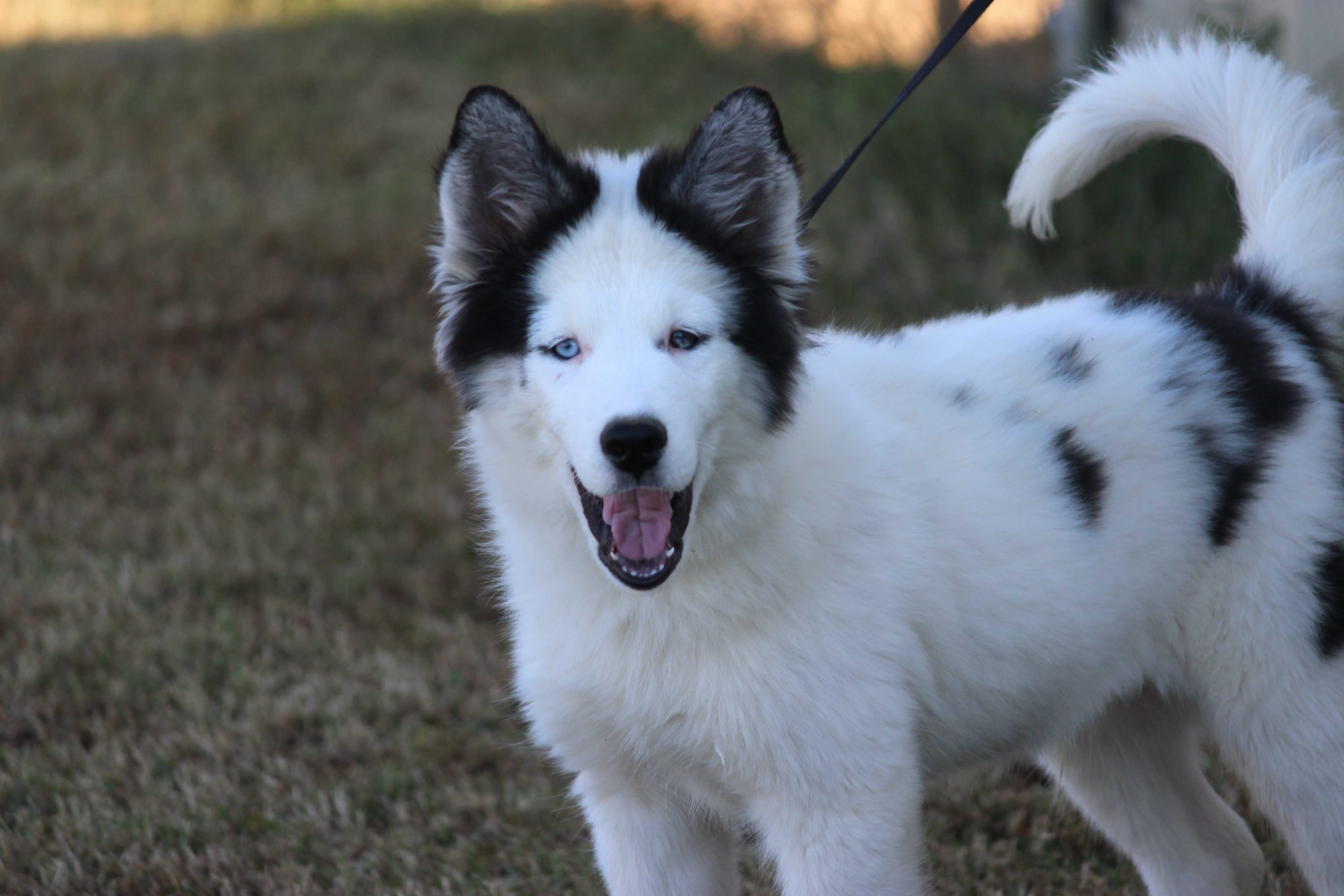 Coventry Ri Husky Meet Pinto A Pet For Adoption