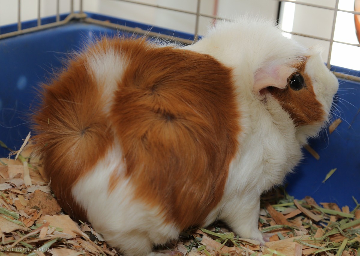 bugsy guinea pig