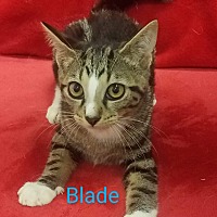 Photo of Blade