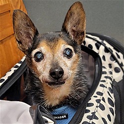 Photo of Tater Tot