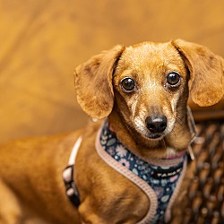Photo of Poppy
