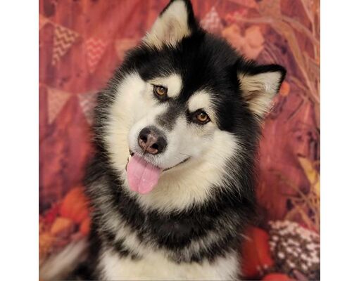 Ellington, CT - Alaskan Malamute/Mixed Breed (Large). Meet CT Tikanni