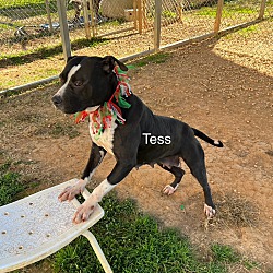 Thumbnail photo of Tess #4