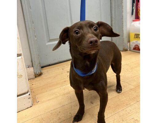 Spokane, Wa - Chihuahua. Meet Buster A Pet For Adoption - Adoptapet.com