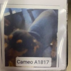 Thumbnail photo of Cameo A1817 #2