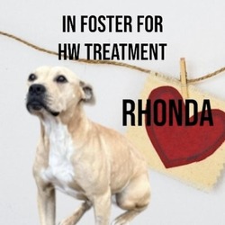 Thumbnail photo of Rhonda (In Foster Home) (ADOPTION FEE SPONSORED) #1
