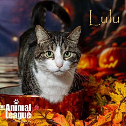 Thumbnail photo of Lulu #2