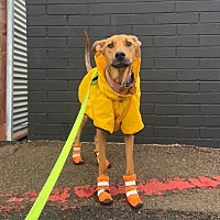 adopt a pet