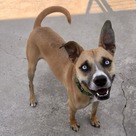 Adopt A Pet :: Knox - South Haven, MI