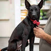 adopt a pet