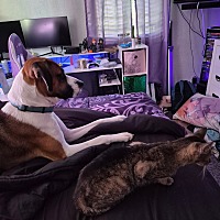 adopt a pet