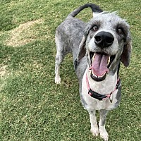 adopt a pet