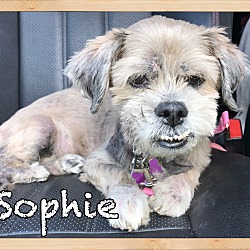 Thumbnail photo of Sophie (deceased) #1