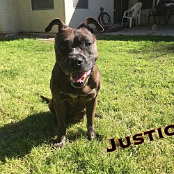 Thumbnail photo of JUSTICE- 3YR STAFFORD SHIRE #1