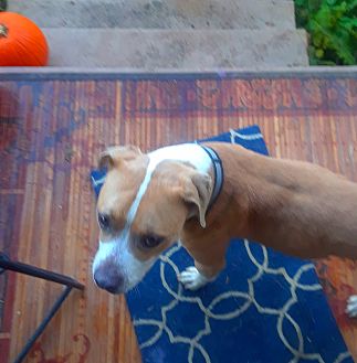 Adopt A Senior Dog Near Portland Or Adopt A Senior Dog Near Portland Or