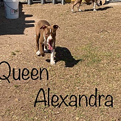 Photo of Queen Alexandria