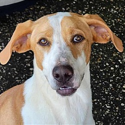 Photo of Boone
