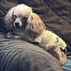 bonded pet photo