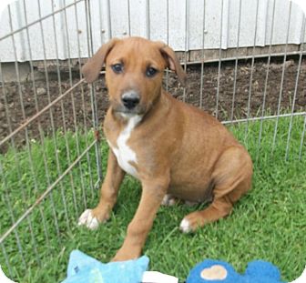 vizsla mixed with german shepherd