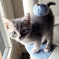 adopt a pet