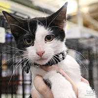 adopt a pet
