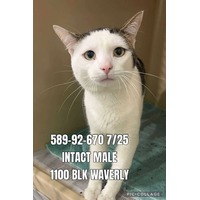 adopt-pet