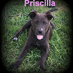 Thumbnail photo of Priscilla #2