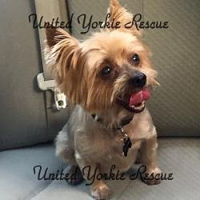 Austin Tx Yorkie Yorkshire Terrier Meet Tinkerbelle A Pet For Adoption