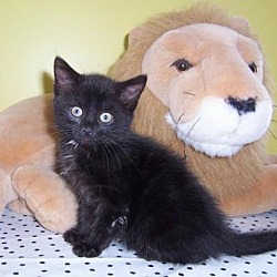 Thumbnail photo of Candace-Sweet kitten #1