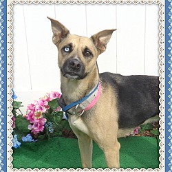 Thumbnail photo of PRINCESS - adopted @ off-site #3