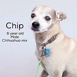 Photo of Chip