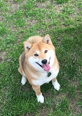 Snellville Ga Shiba Inu Meet Mika And Tycho A Pet For
