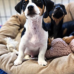Photo of Dachshund Puppies