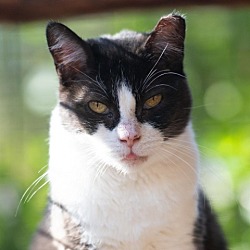 Photo of Magpie