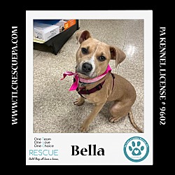 Photo of Bella (Holiday Pals) 010624