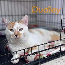 Photo of Dudley, Willow Grove, PA (FCID 03/27/2024-14)