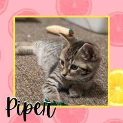 Photo of Piper