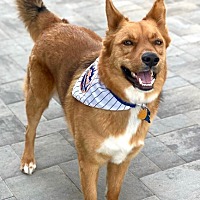 adopt a pet