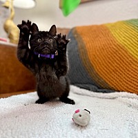 adopt a pet