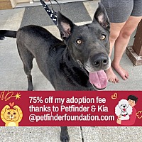 adopt a pet