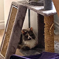 adopt-pet