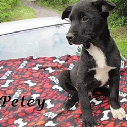 Thumbnail photo of Petey #3
