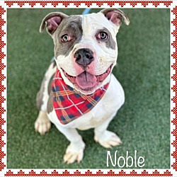 Thumbnail photo of NOBLE - see video #3