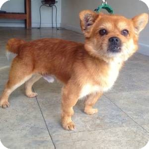 pics of pointer dogs