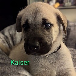 Thumbnail photo of Kaiser - Springboard Litter #2