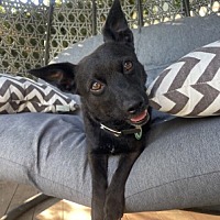 adopt a pet