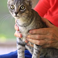 adopt a pet